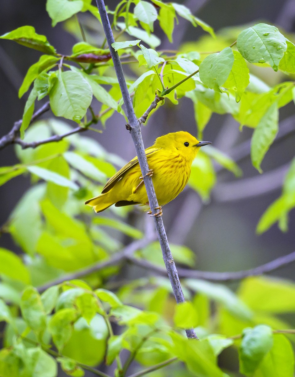 Yellow Warbler - Jocelyn  Anderson