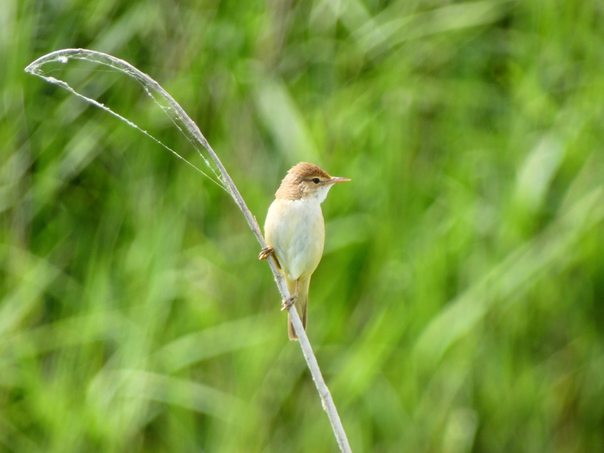 Common Reed Warbler - ML618893902