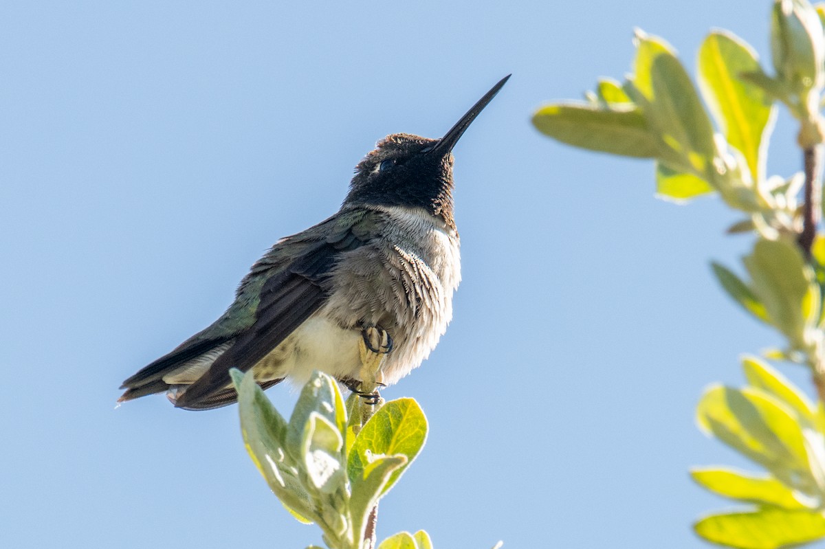 Black-chinned Hummingbird - ML618893930