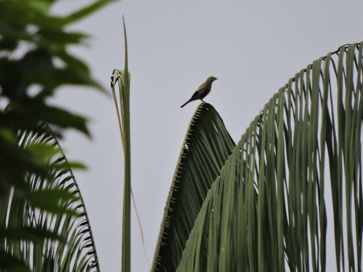 Palm Tanager - ML618893977