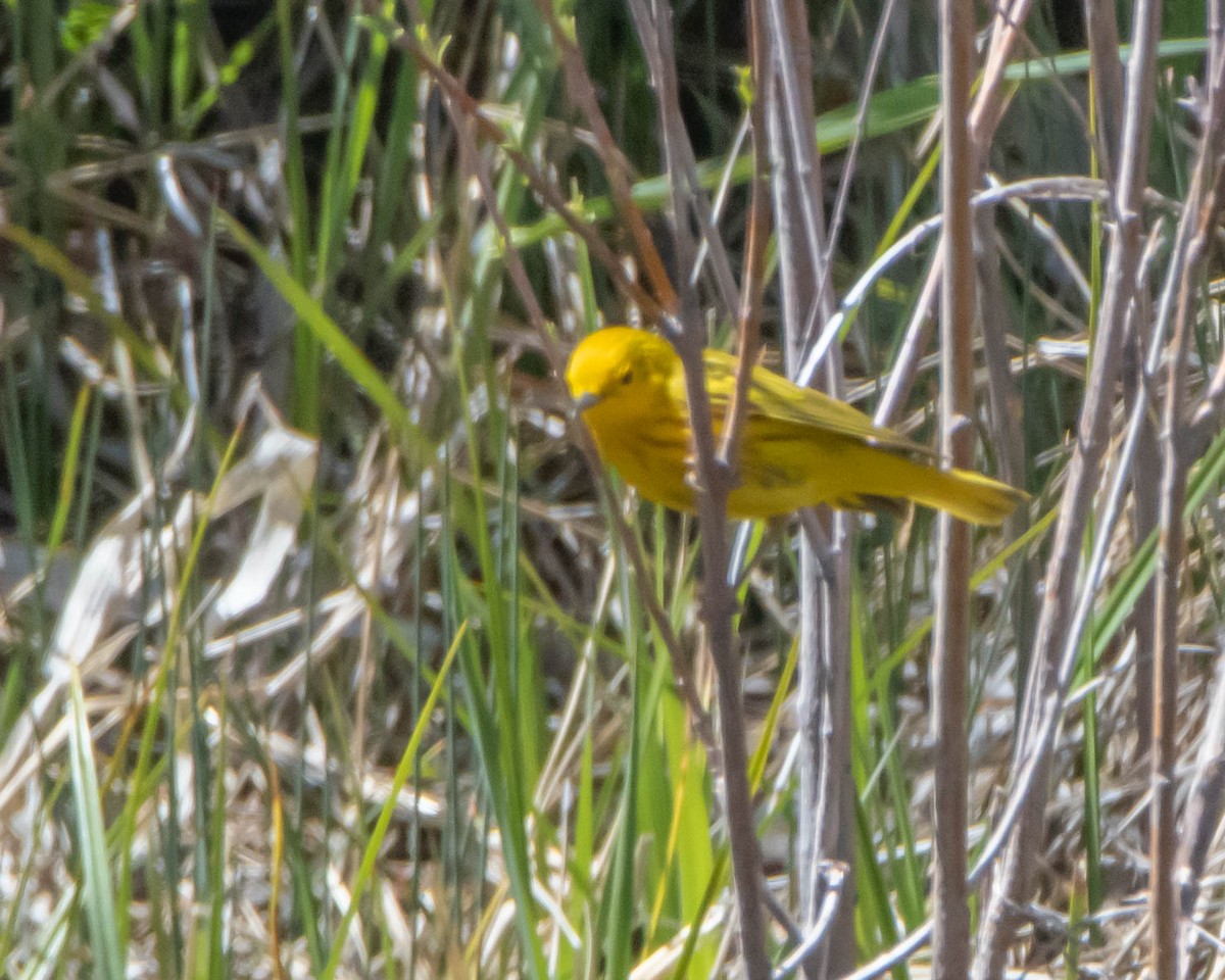 Yellow Warbler - ML618894020