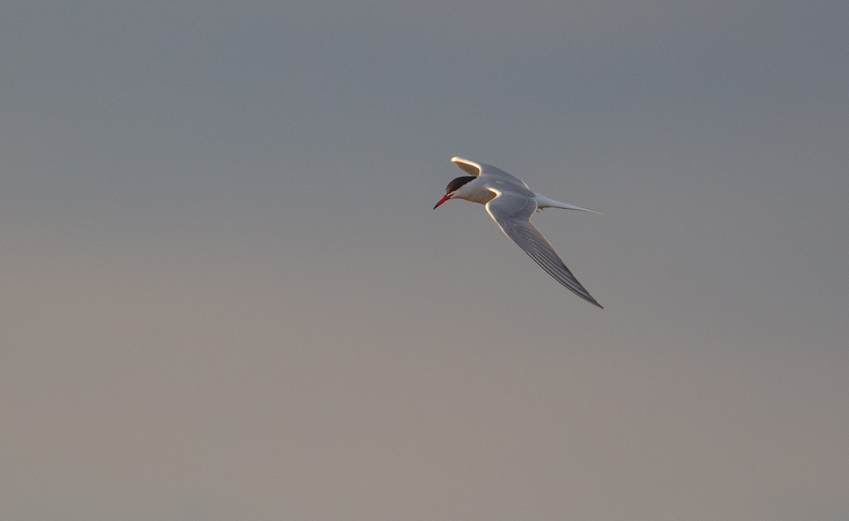 Common Tern - ML618894049