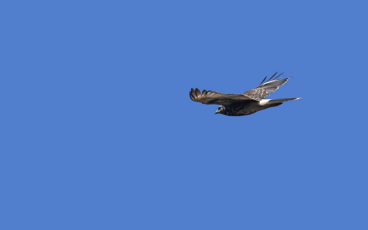 Harris's Hawk (Bay-winged) - ML618894134