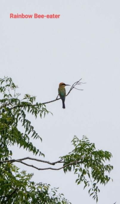 Rainbow Bee-eater - ML618894188
