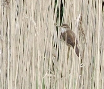 Common Reed Warbler - ML618894192