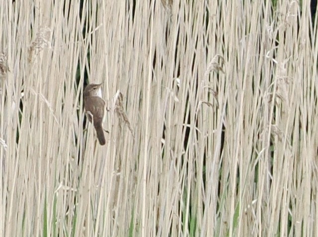 Common Reed Warbler - ML618894193