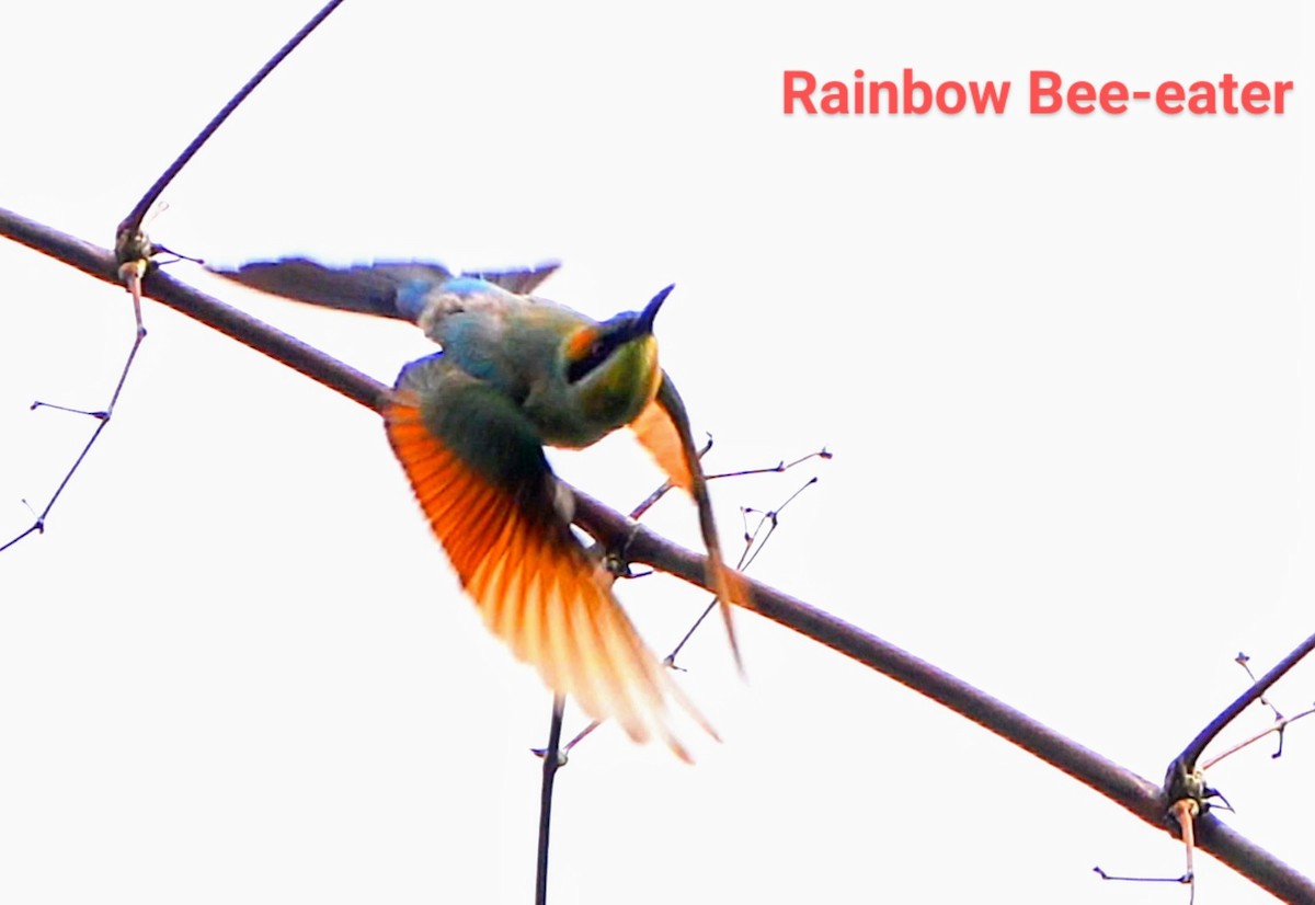 Rainbow Bee-eater - ML618894209