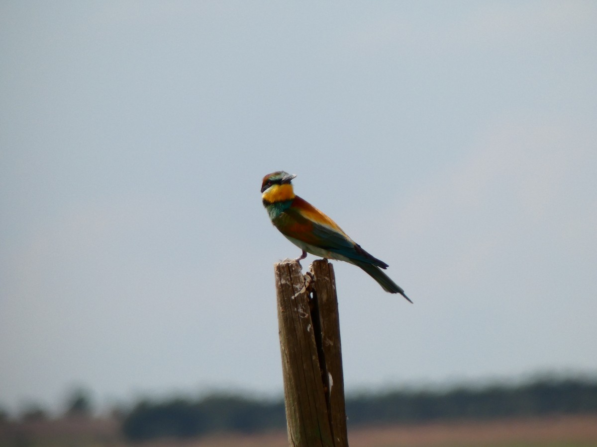 European Bee-eater - ML618894214