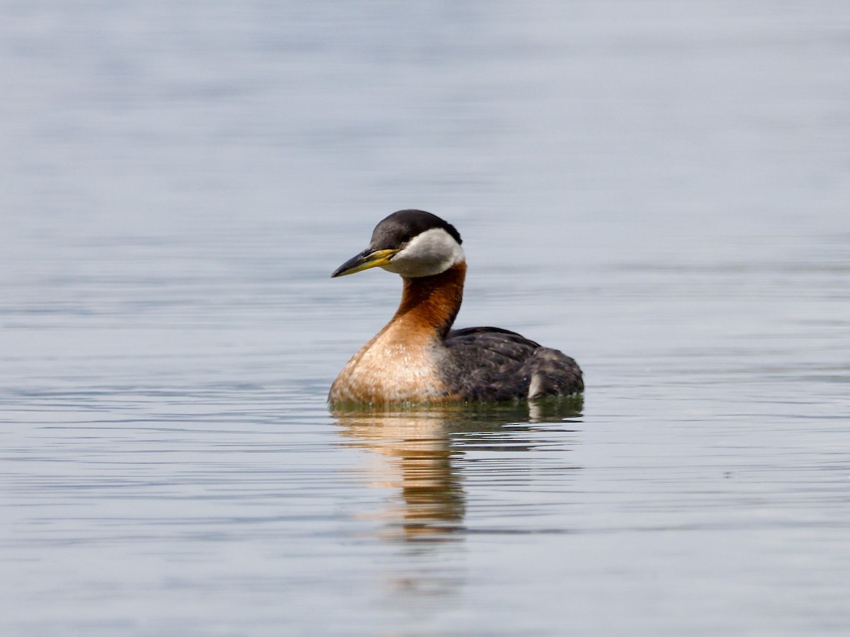 Red-necked Grebe - ML618894232
