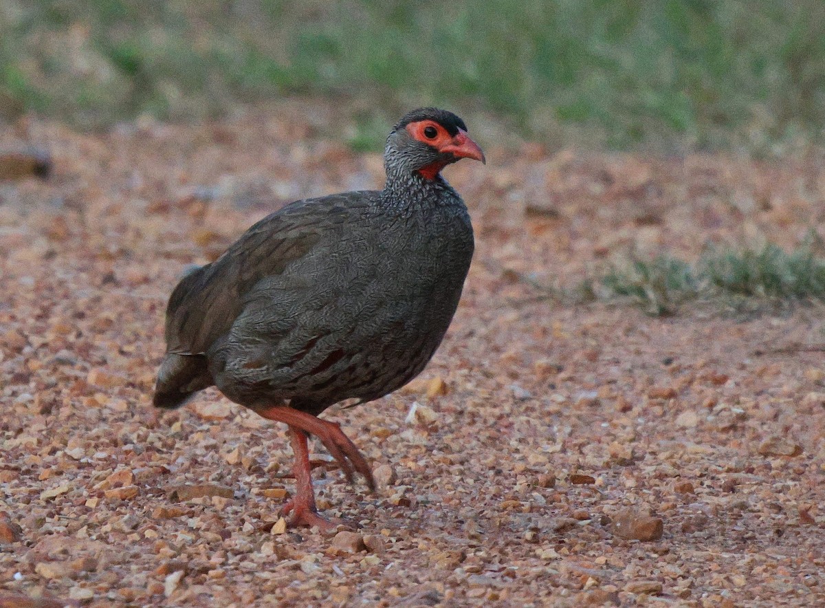 Red-necked Spurfowl (Cranch's) - Frank Willems - Birding Zambia