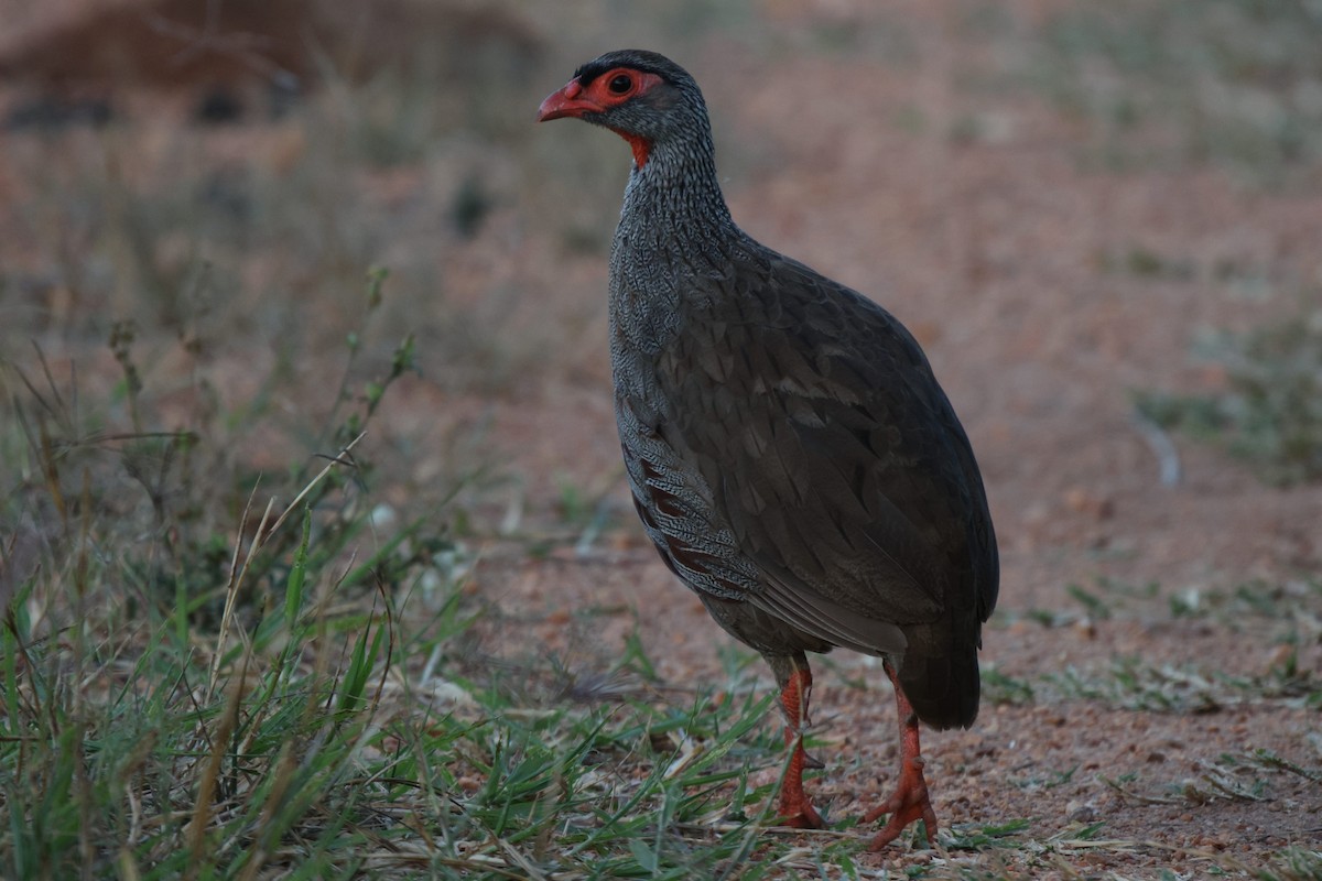 Red-necked Spurfowl (Cranch's) - ML618894244
