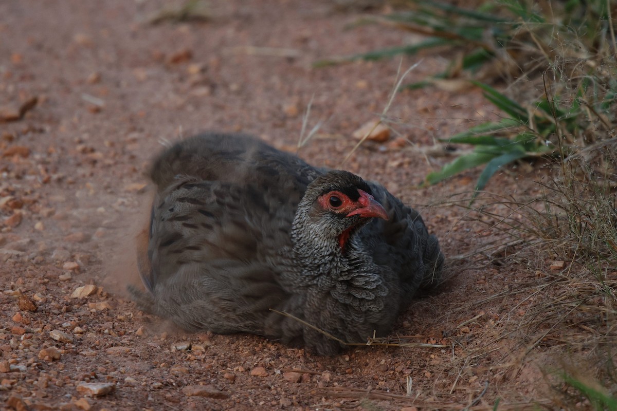 Red-necked Spurfowl (Cranch's) - ML618894245
