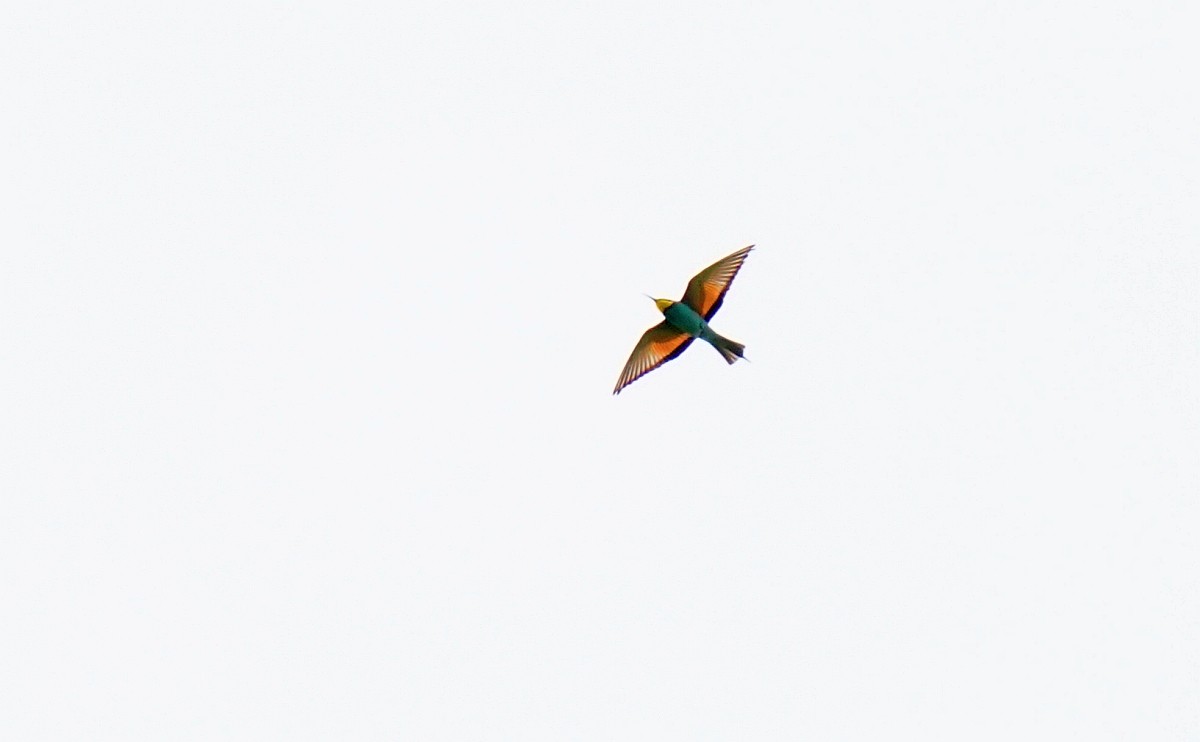 European Bee-eater - Michał Baran