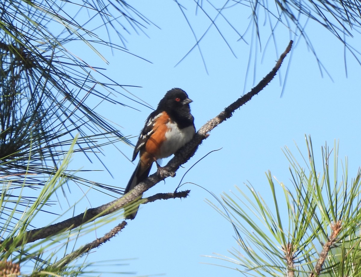 Spotted Towhee - ML618894273