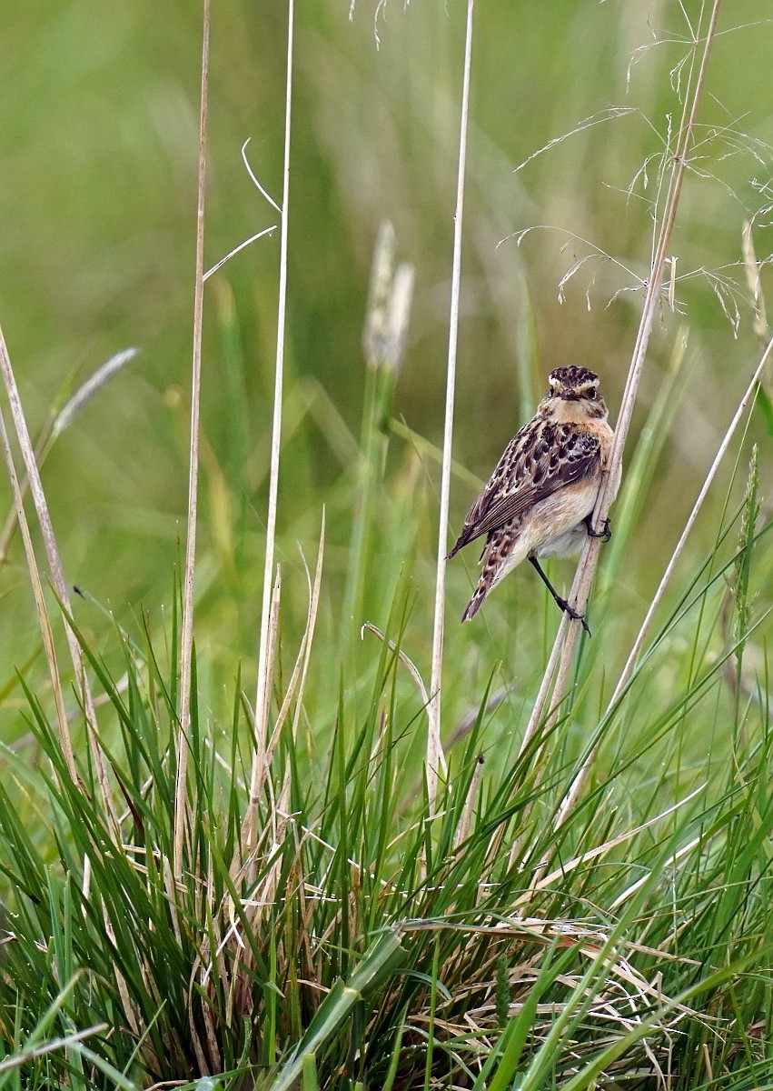 Whinchat - ML618894313