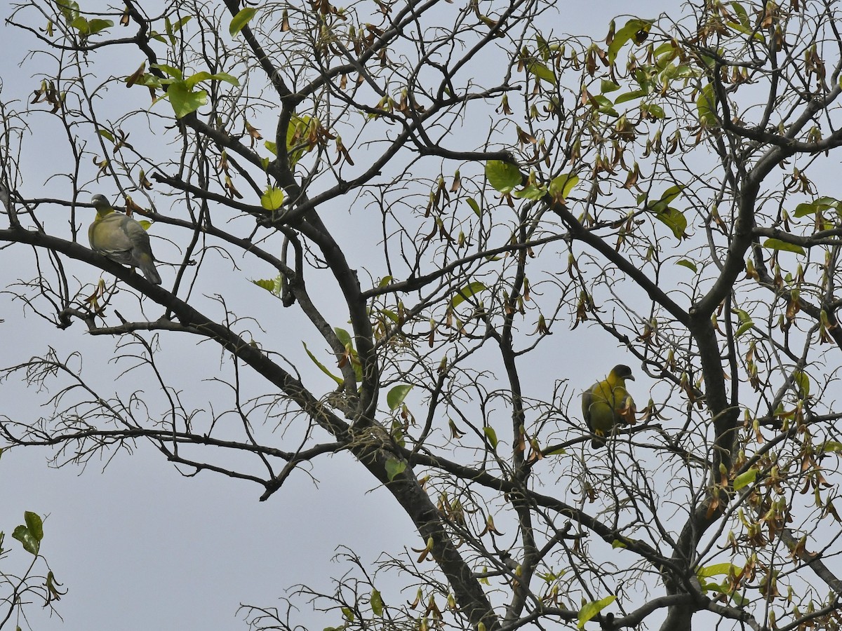 Yellow-footed Green-Pigeon - ML618894338