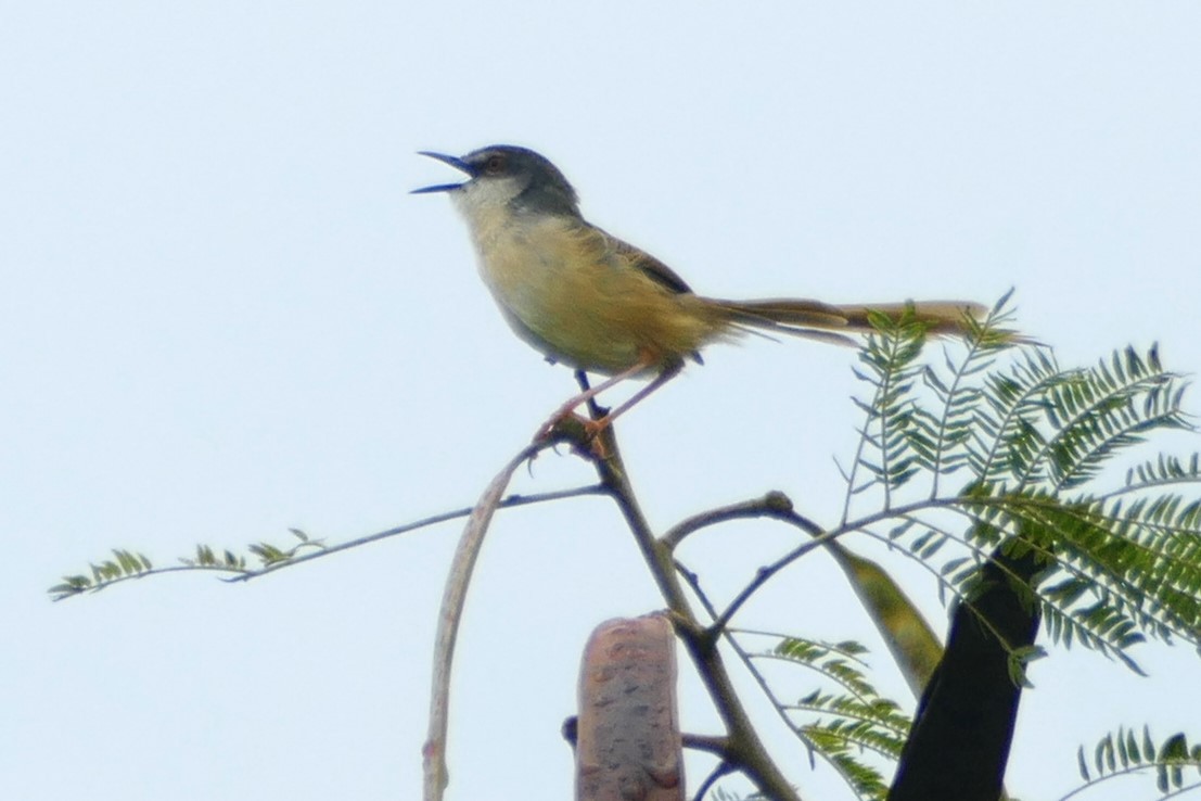 Yellow-bellied Prinia (Chinese) - Peter Kennedy