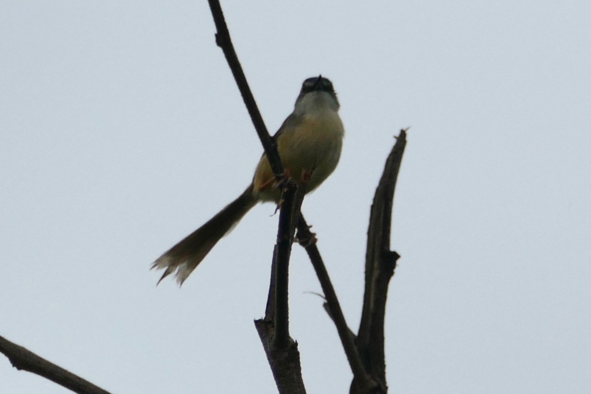 Yellow-bellied Prinia (Chinese) - Peter Kennedy