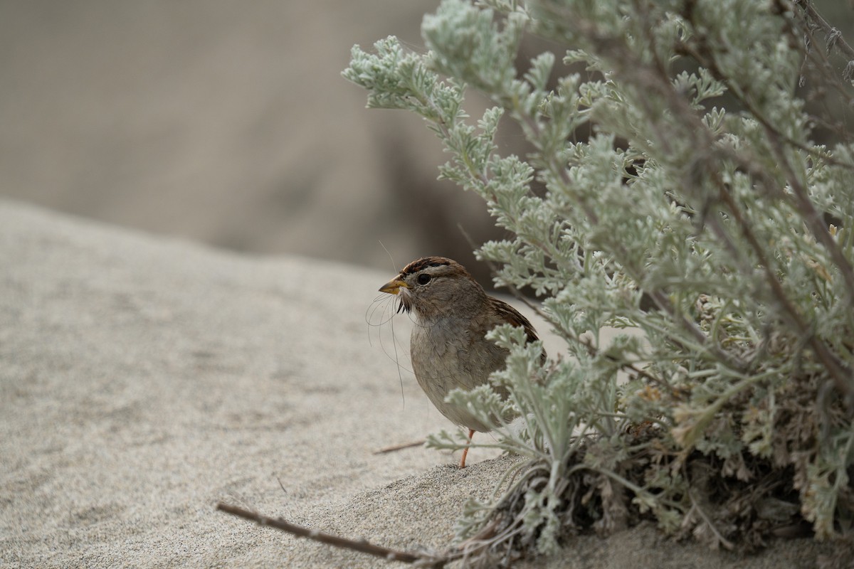 White-crowned Sparrow - ML618894370