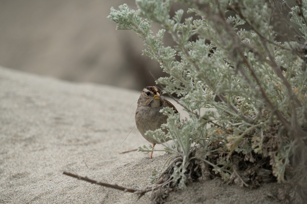 White-crowned Sparrow - Amanda Newlove
