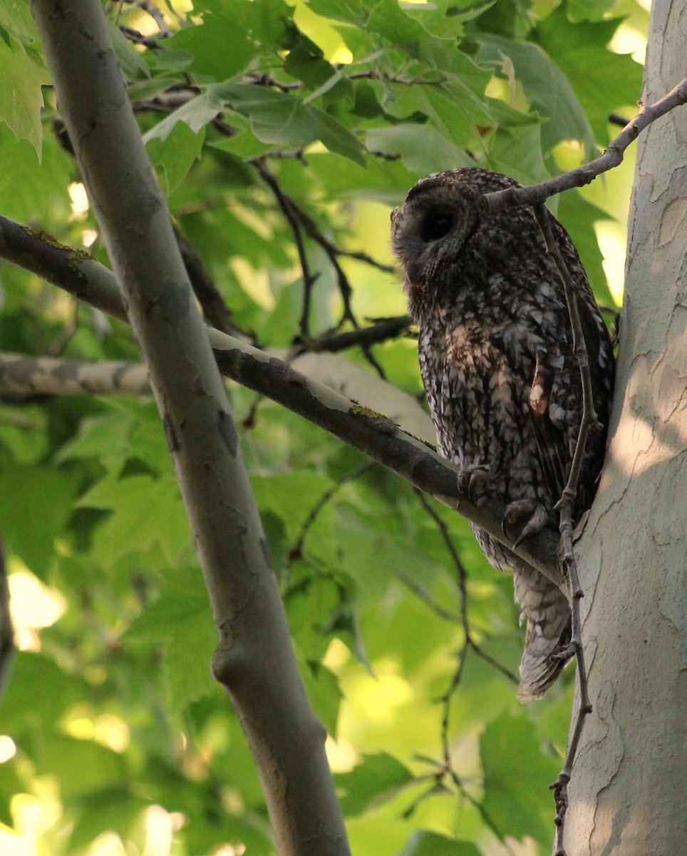 Tawny Owl - ML618894469