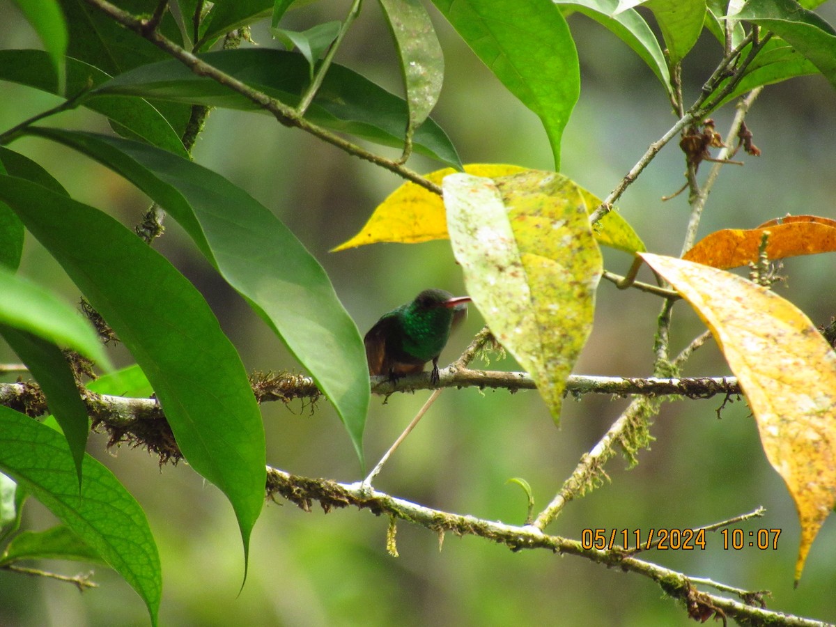Rufous-tailed Hummingbird - ML618894474