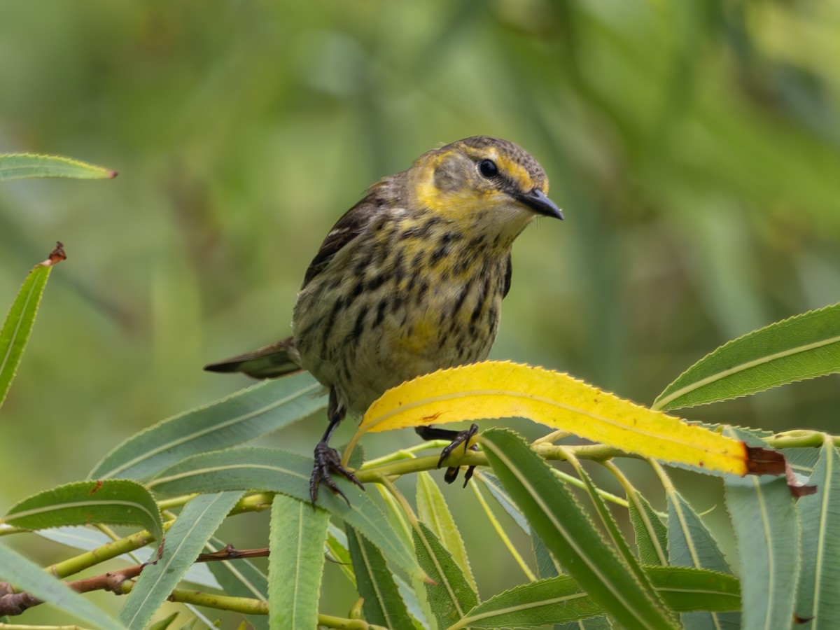 Cape May Warbler - ML618894480