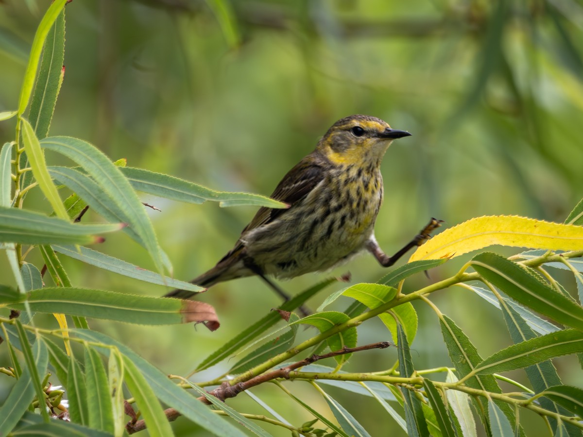 Cape May Warbler - ML618894481