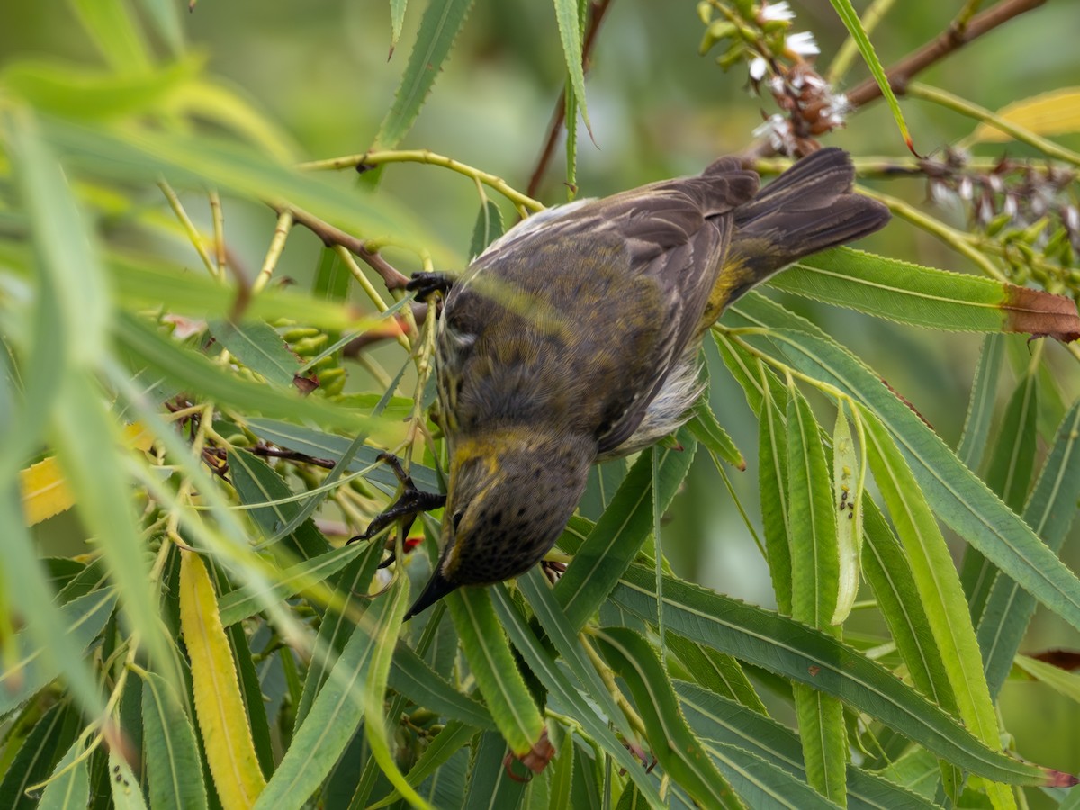 Cape May Warbler - ML618894482