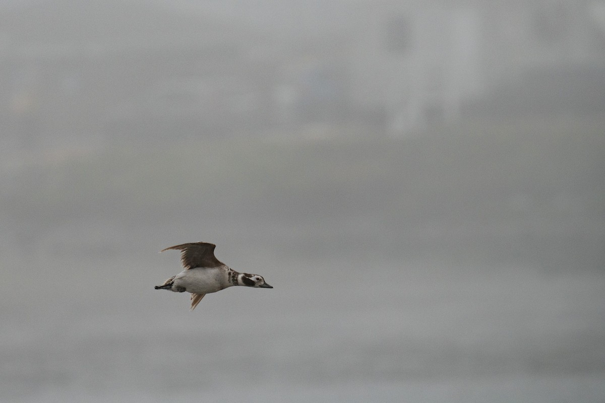 Long-tailed Duck - ML618894501