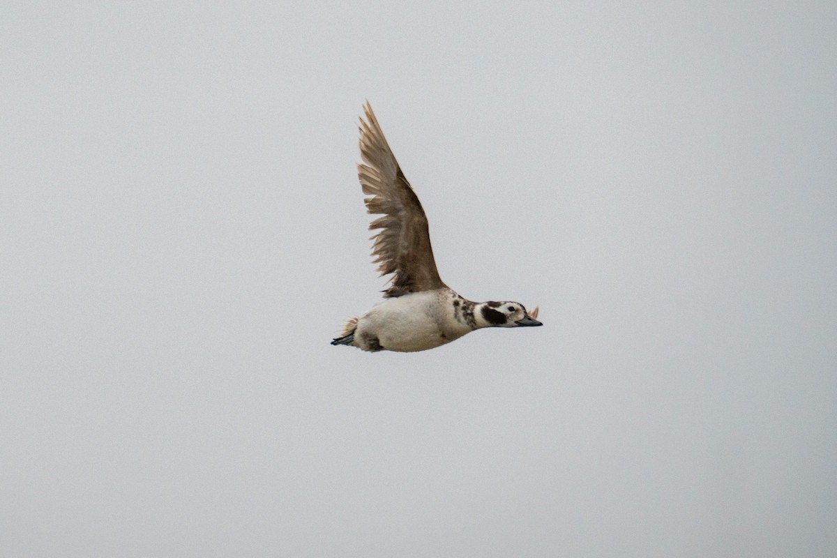Long-tailed Duck - ML618894502