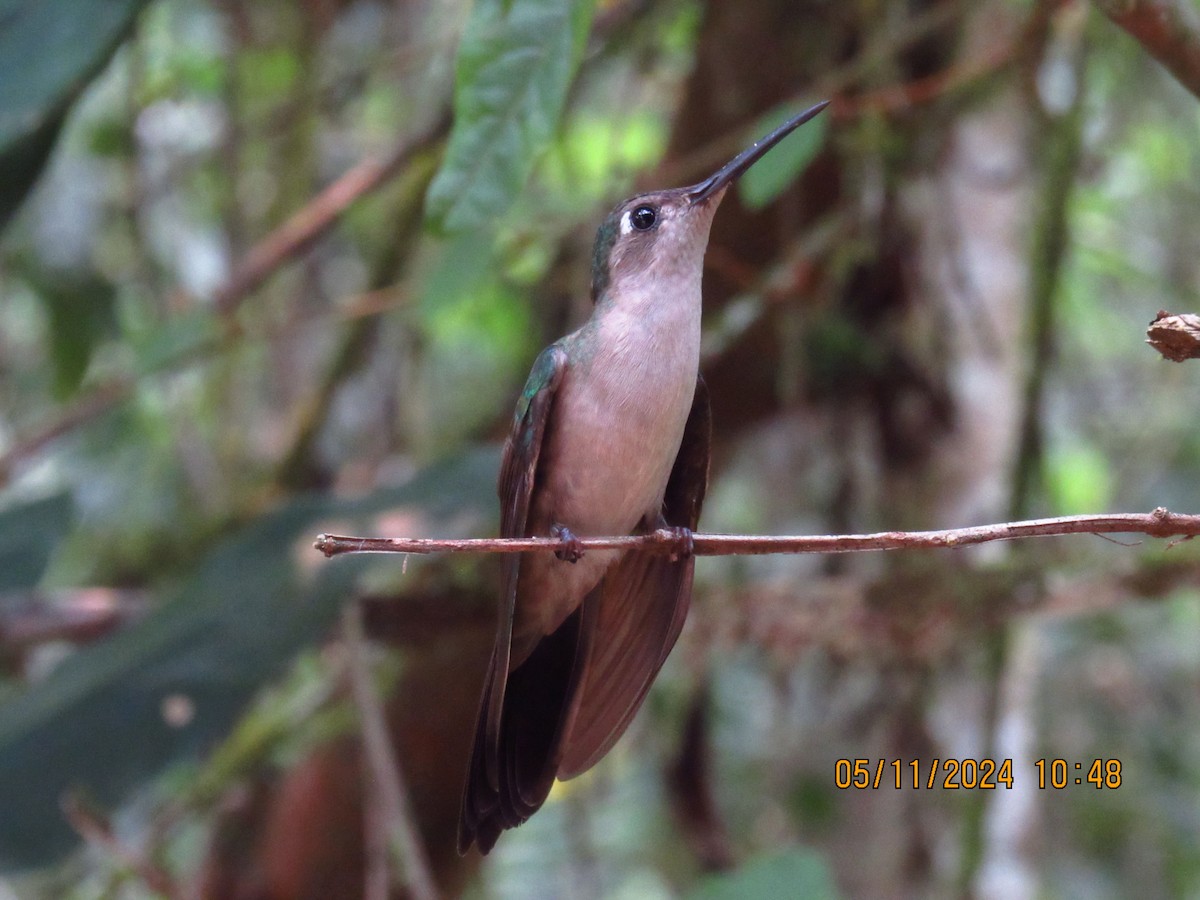 kolibřík klínoocasý - ML618894523