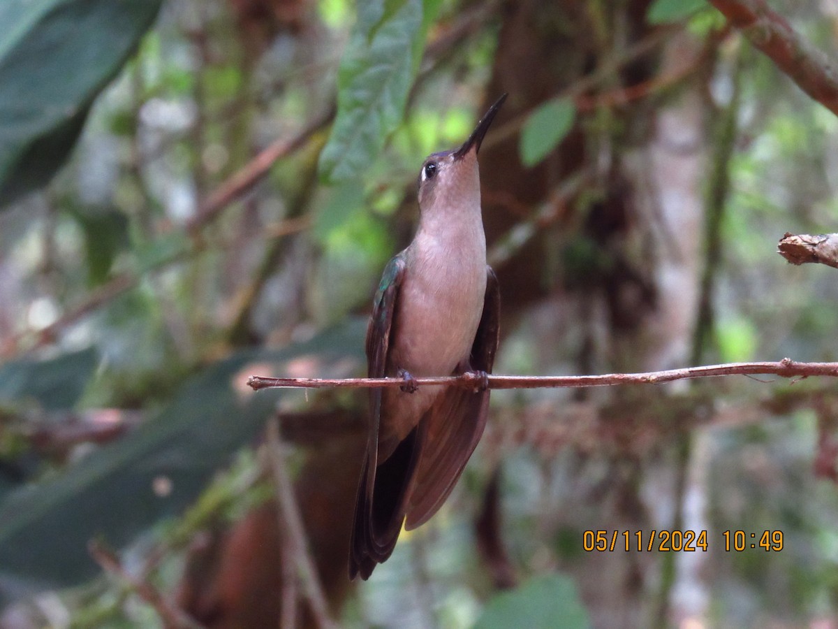 kolibřík klínoocasý - ML618894528