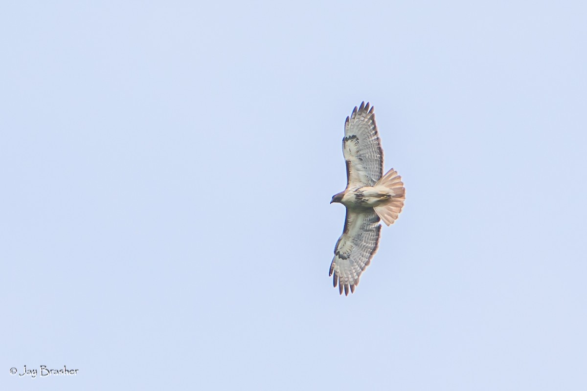 Red-tailed Hawk (borealis) - ML618894530