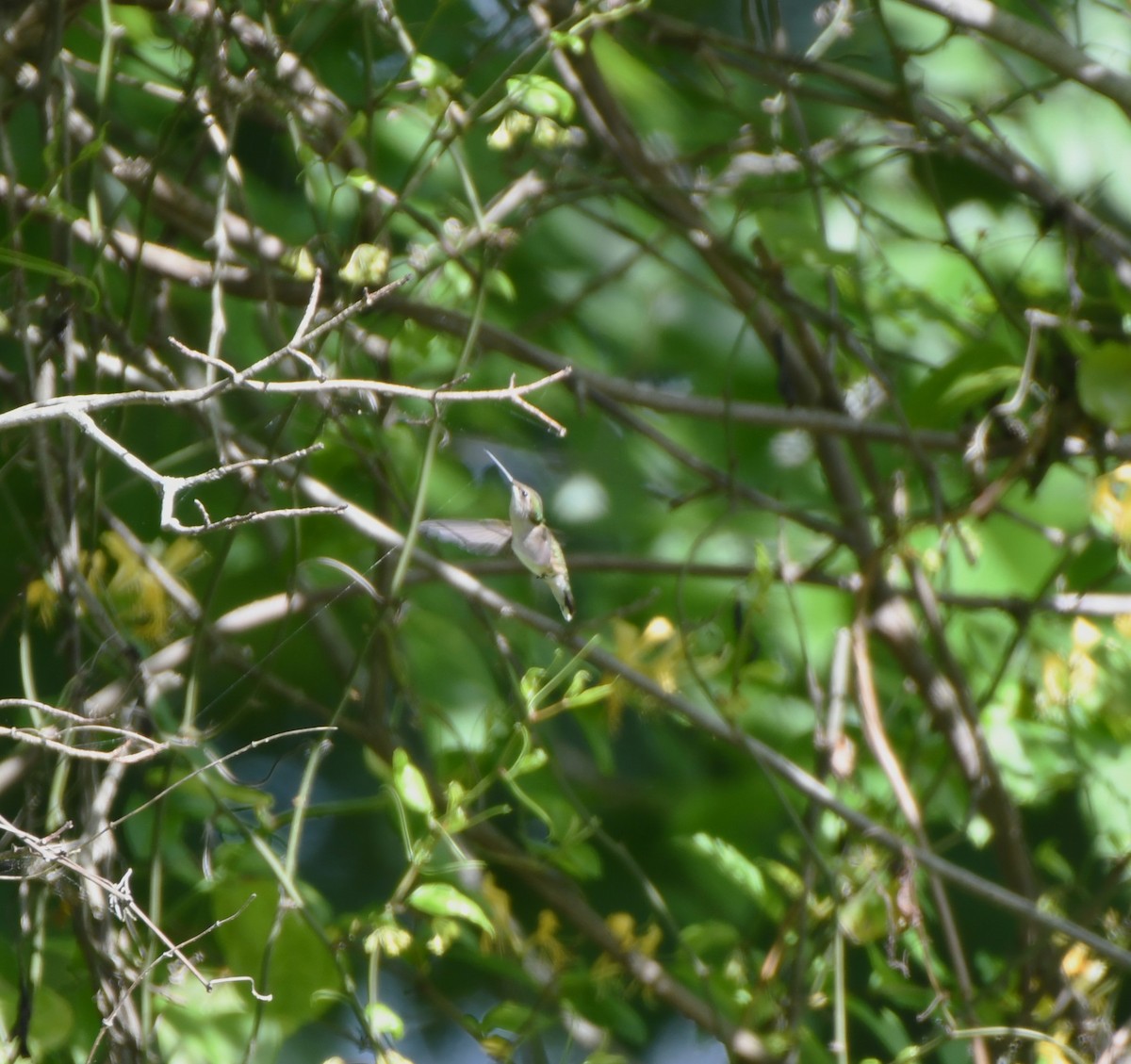 Ruby-throated Hummingbird - ML618894549