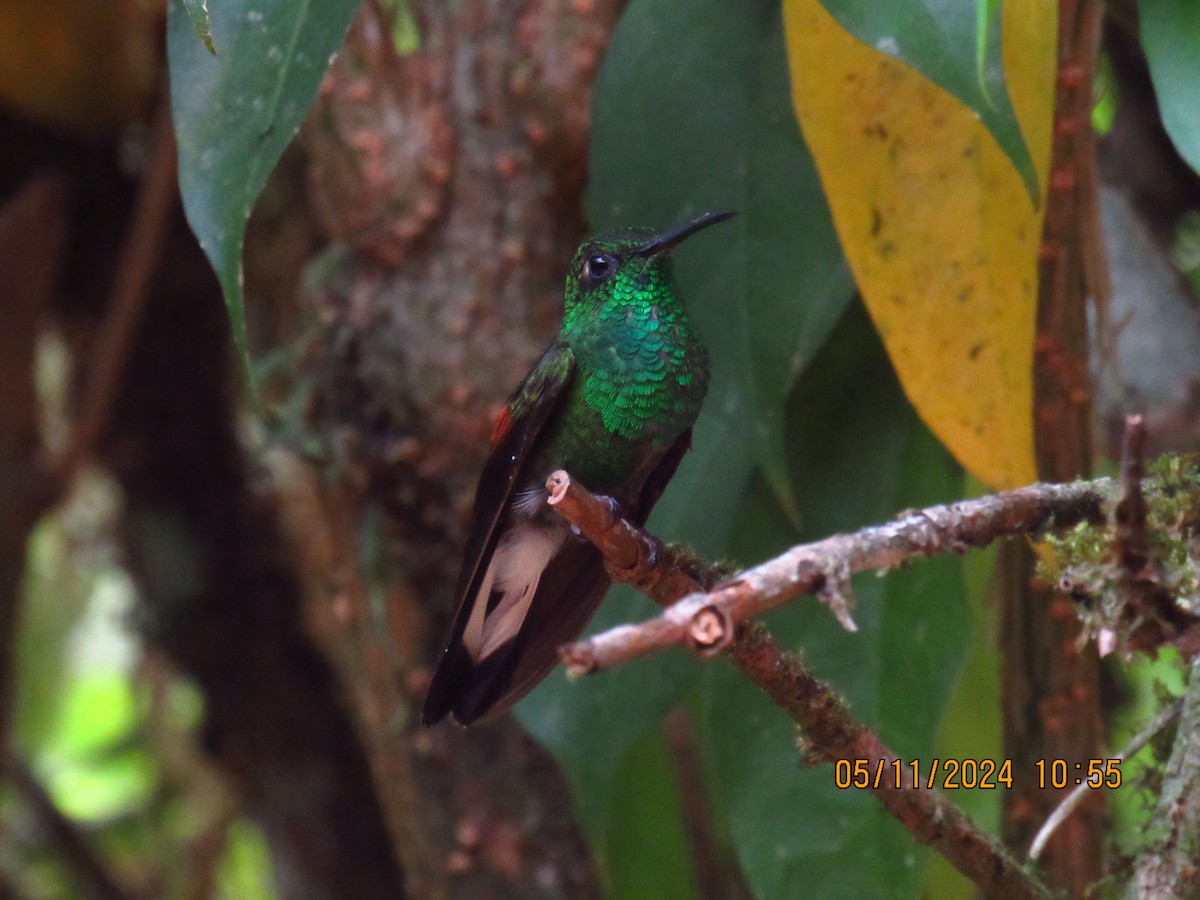 Stripe-tailed Hummingbird - Samuel Fairhurst