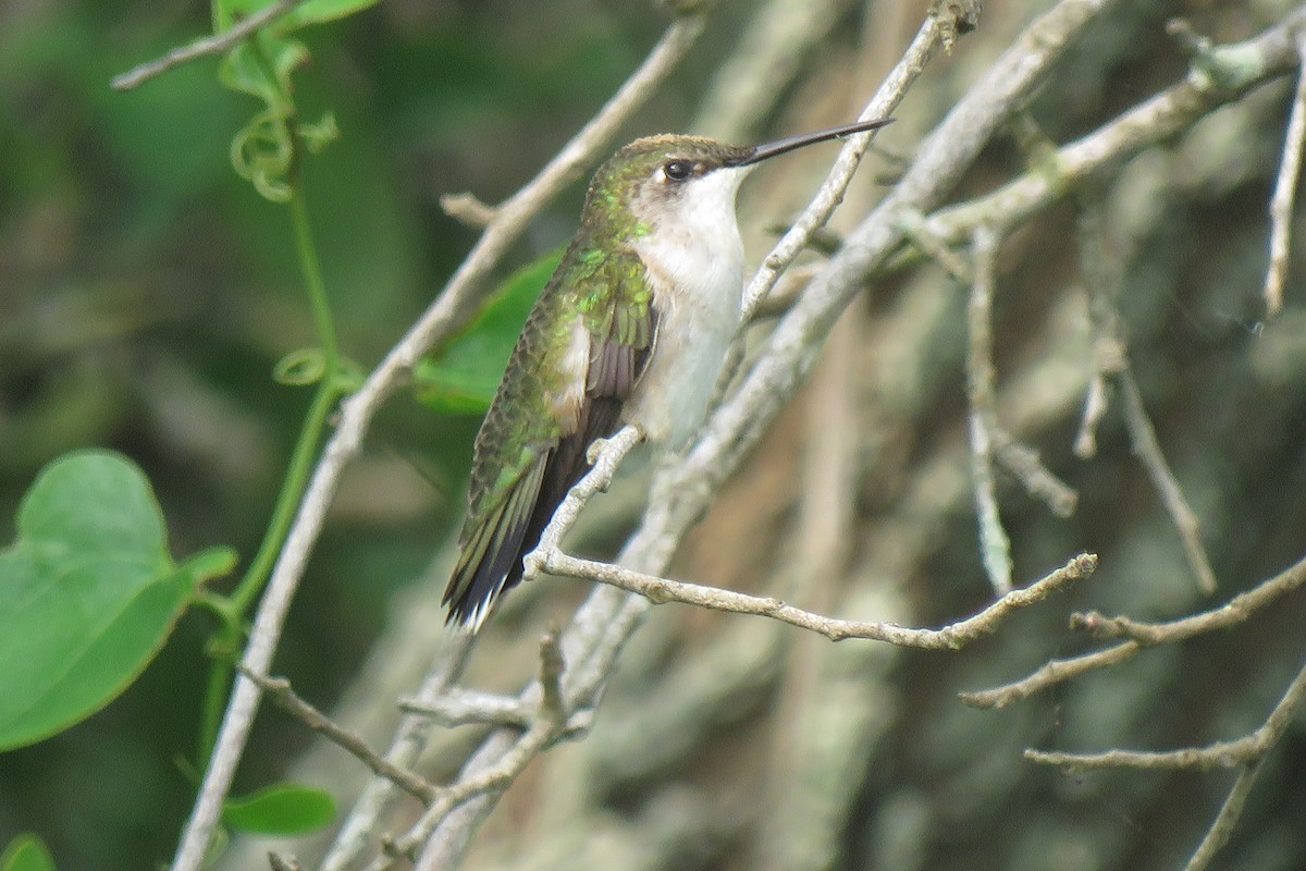 Ruby-throated/Black-chinned Hummingbird - ML618894553
