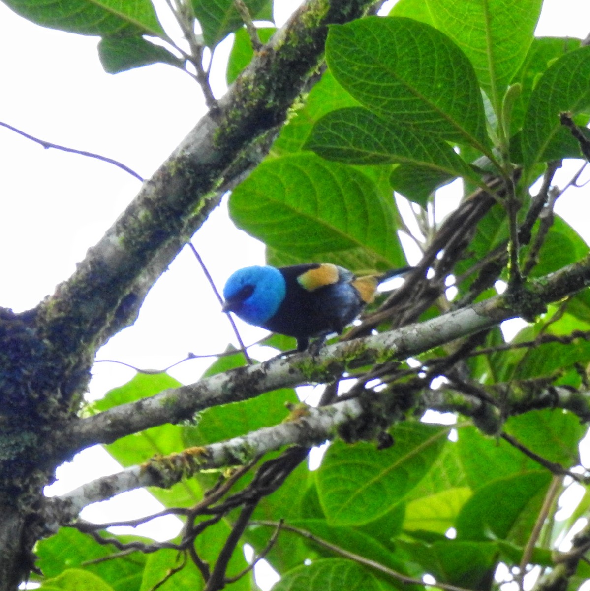 Blue-necked Tanager - ML618894557