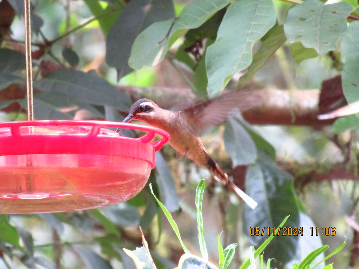 Длинноклювый колибри-отшельник - ML618894564