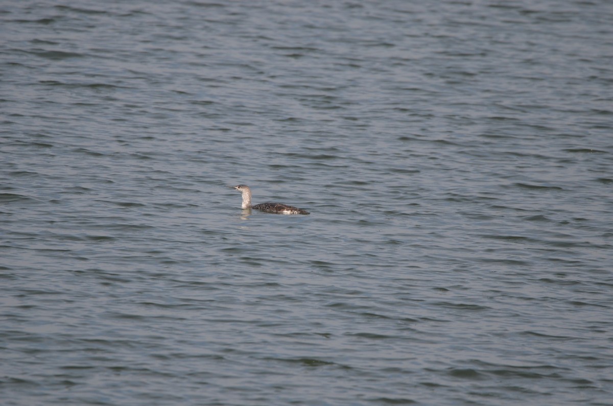 Red-throated Loon - ML618894575