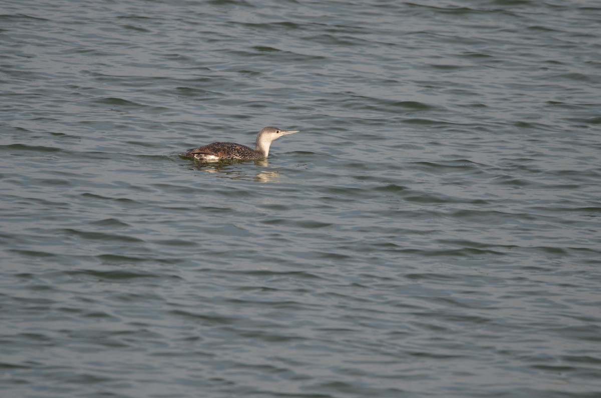 Red-throated Loon - ML618894577