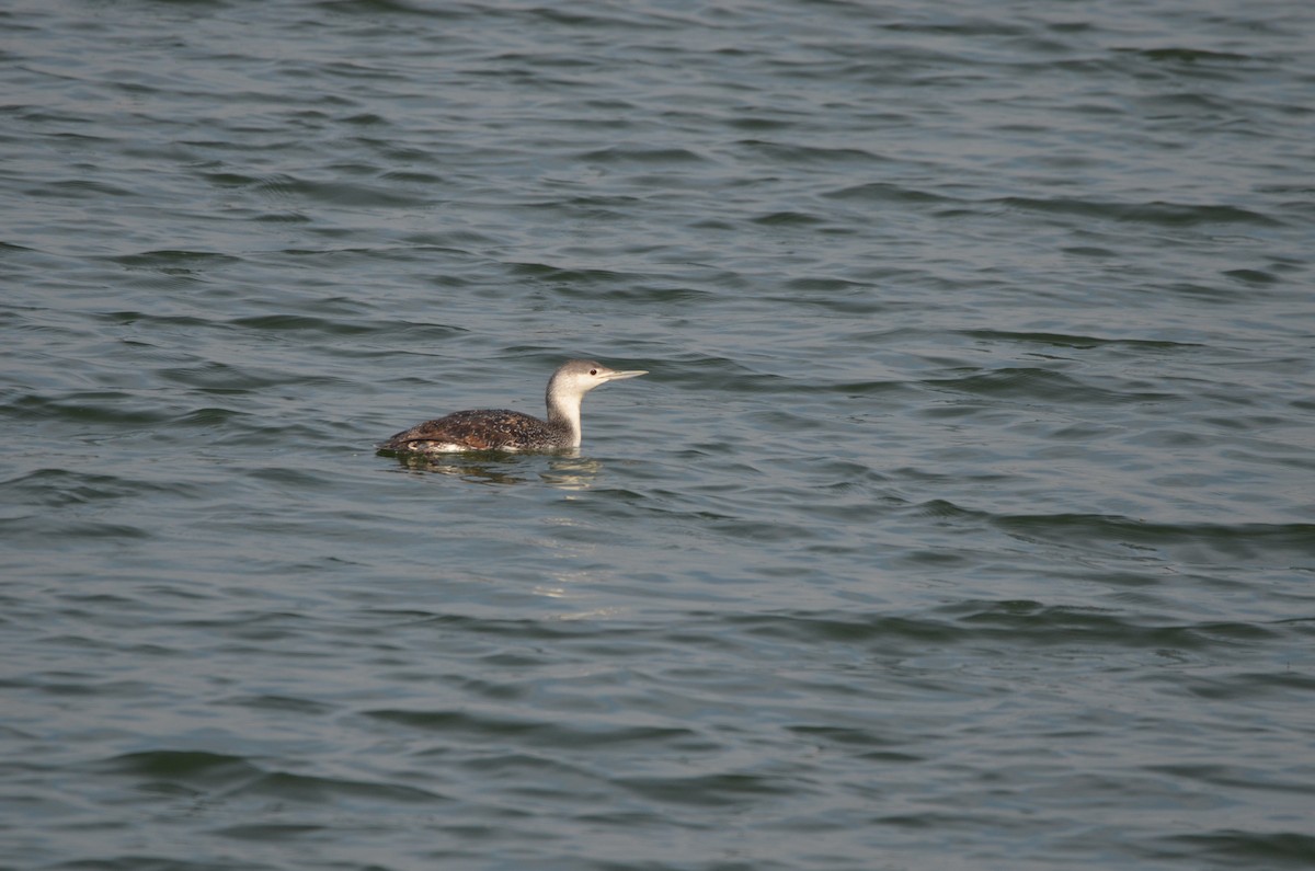 Red-throated Loon - ML618894578