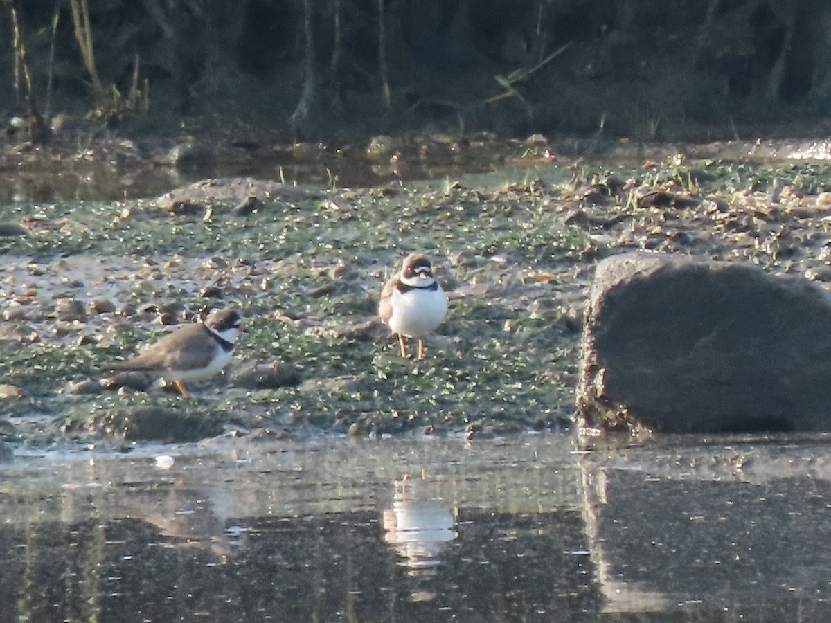 Semipalmated Plover - ML618894622