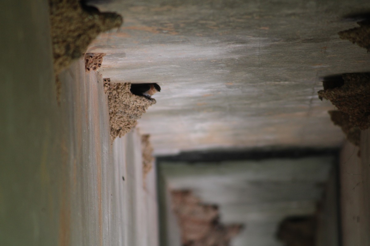 Cave Swallow - ML618894643