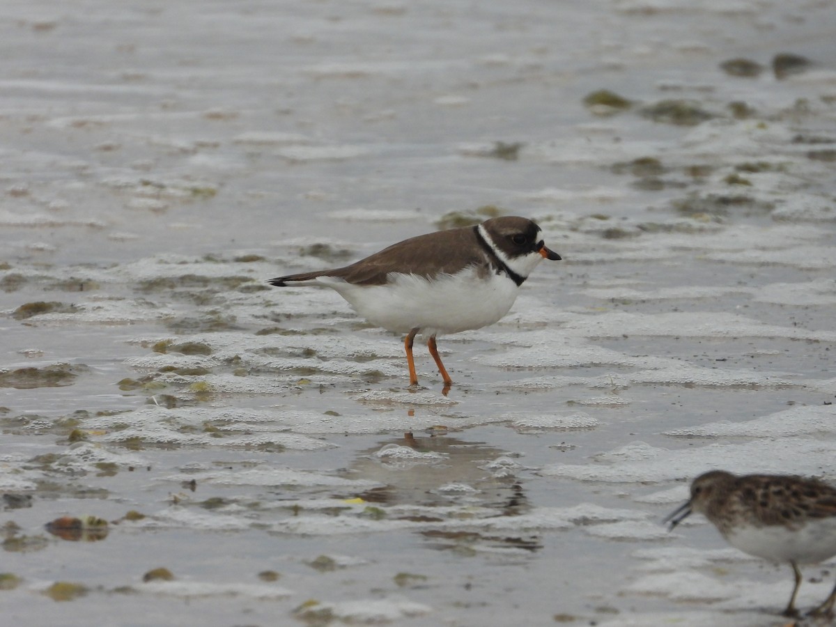Semipalmated Plover - ML618894657