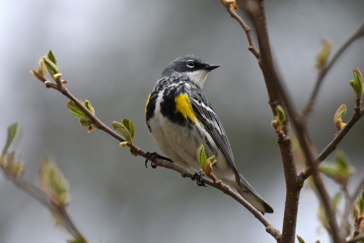 Yellow-rumped Warbler (Myrtle) - Kelly Kirkpatrick