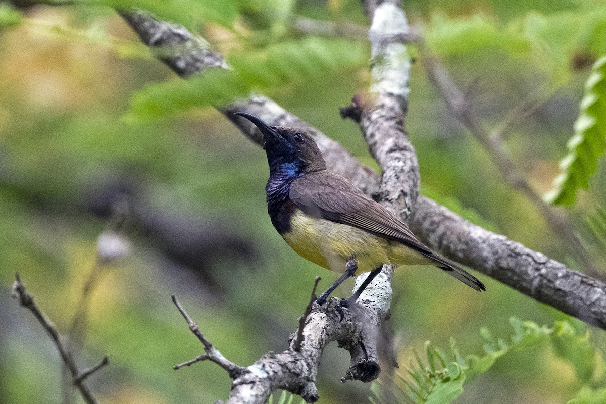 Ornate Sunbird - Wachara  Sanguansombat