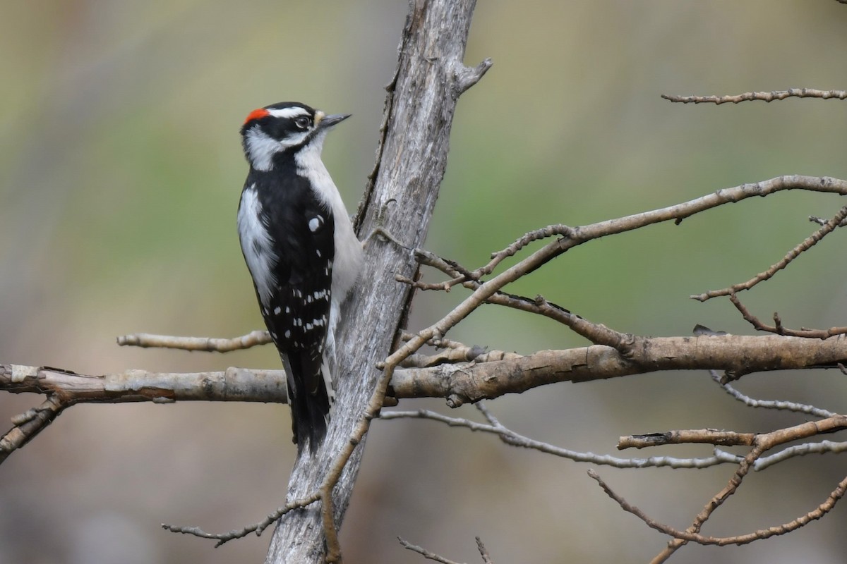 Downy Woodpecker - ML618894714