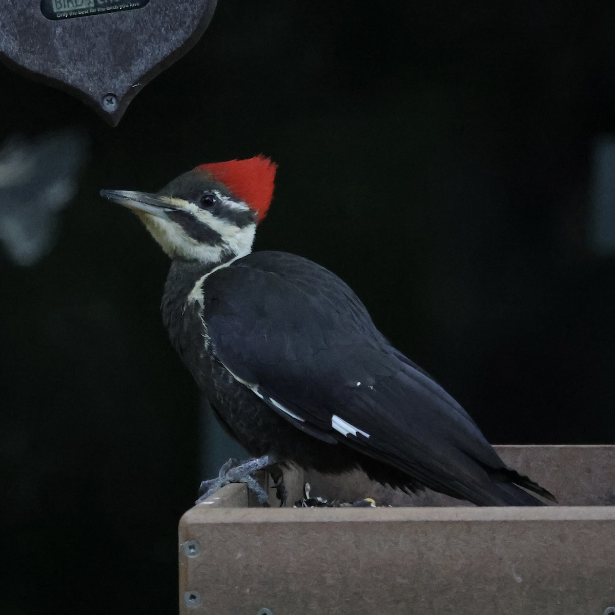 Pileated Woodpecker - ML618894735