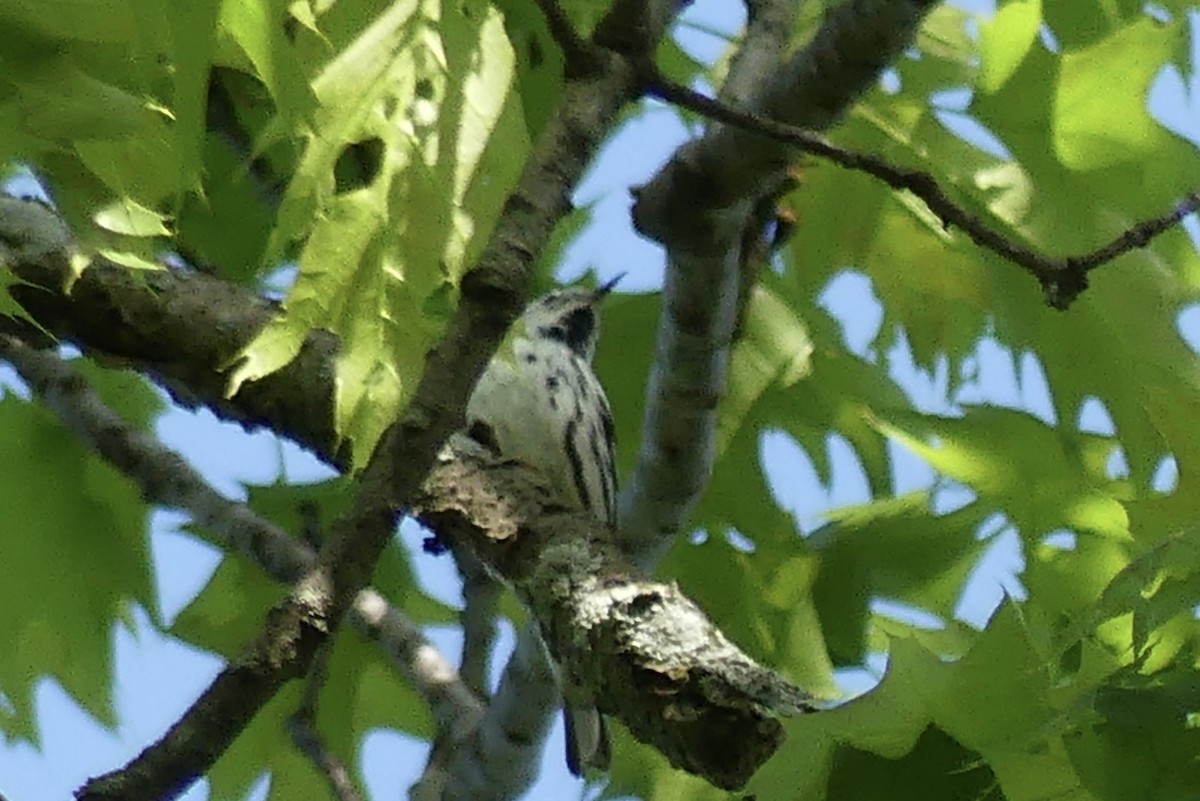 Black-and-white Warbler - ML618894744